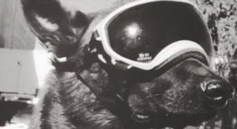 FALLECE CHICHÍ, EL PERRO RESCATISTA DEL 19-S