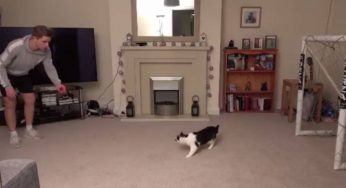 ESTE GATO ES EL MEJOR PORTERO DEL MUNDO