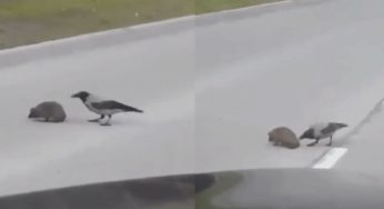 PÁJARO AYUDA A ERIZO A CRUZAR LA CALLE