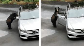 OSO INTENTA ROBAR UN MERCEDEZ