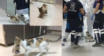 GATITA LLEVA A SU CRÍA ENFERMA A UN HOSPITAL