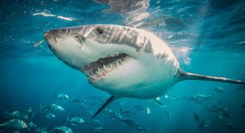 TIBURÓN ATACA A SURFISTA DE 60 AÑOS
