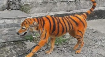 CAPTAN A PERRITO CALLEJERO PINTADO COMO ‘TIGRE’ EN MALASIA