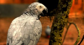 ZOOLÓGICO SEPARA A LOROS POR DECIRLE GROSERÍAS A LOS VISITANTES