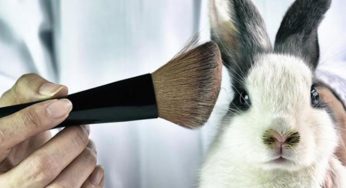 SENADO PROHÍBE USAR ANIMALES PARA REALIZAR ESTUDIOS DE COSMÉTICOS