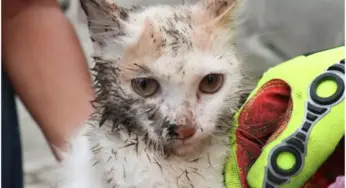 BOMBEROS DE GUASAVE TAMBIÉN PROTEGEN LA VIDA DE ANIMALES