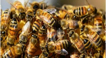 ATAQUE DE ABEJAS DEJA COMO SALDO A UNA MUJER INTOXICADA Y DOS POLICÍAS HERIDOS