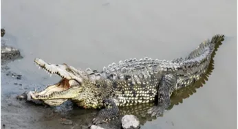 RESCATAN DOS COCODRILOS QUE TENÍAN COMO MASCOTAS EN ELOTA