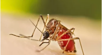 CONTINÚA FUERTE EL DENGUE EN SINALOA; ESCUINAPA UNO DE LOS MUNICIPIOS MÁS AFECTADOS