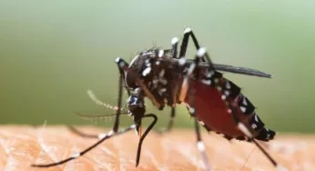 EN GUASAVE SE PREPARAN PARA COMBATIR EL DENGUE