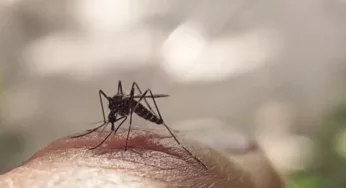 ¡CUÍDATE DEL DENGUE! CULIACÁN LANZA CAMPAÑA DE DESCACHARRIZACIÓN 